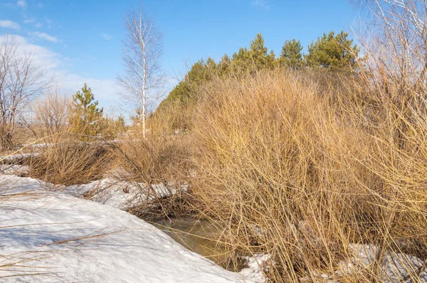 Bahar Orman, solmuş çimen, son kar, sıcak bahar günü, masaüstü duvar kağıtları. Bu fotoğraf iyi tasarım çözümü. 