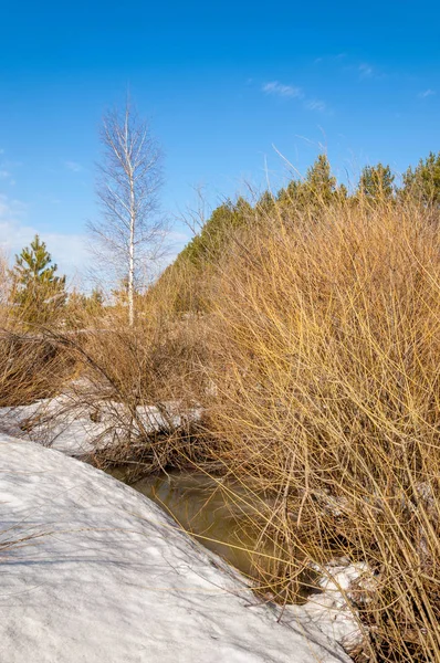 Bahar Orman, solmuş çimen, son kar, sıcak bahar günü, masaüstü duvar kağıtları. Bu fotoğraf iyi tasarım çözümü. 