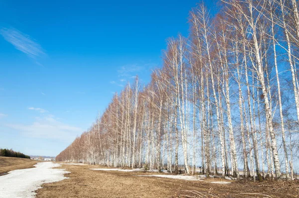 Våren Skogen Gräset Vissnade Den Sista Snö Varm Vårdag Skrivbordsunderlägg — Stockfoto