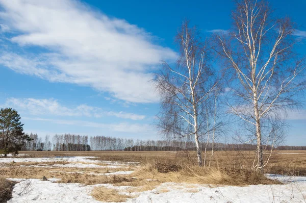 Bahar Orman, solmuş çimen, son kar, sıcak bahar günü, masaüstü duvar kağıtları. Bu fotoğraf iyi tasarım çözümü. 