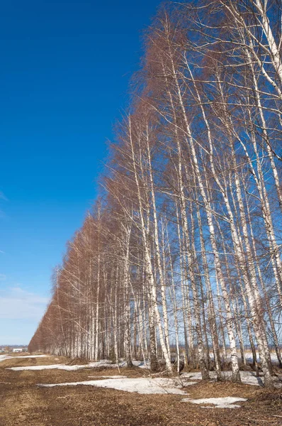 Våren Skogen Gräset Vissnade Den Sista Snö Varm Vårdag Skrivbordsunderlägg — Stockfoto