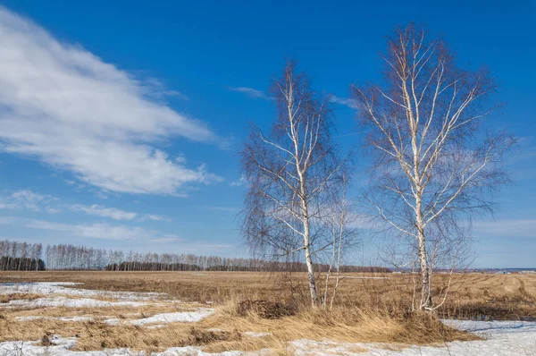 Våren Skogen Gräset Vissnade Den Sista Snö Varm Vårdag Skrivbordsunderlägg — Stockfoto