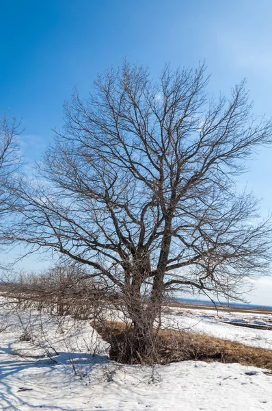 Primavera Nella Foresta Erba Appassita Ultima Neve Calda Giornata Primaverile — Foto Stock