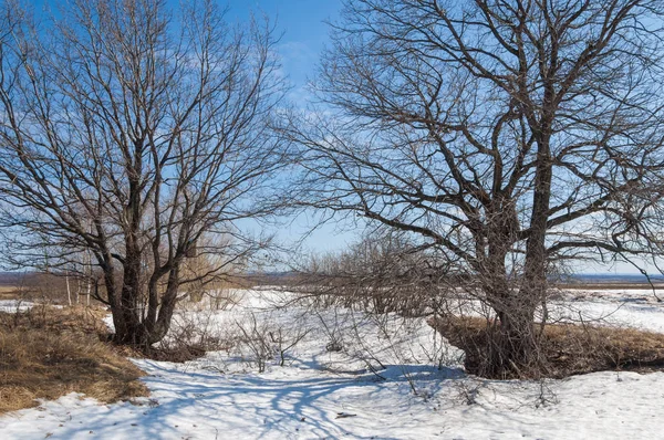 Bahar Orman, solmuş çimen, son kar, sıcak bahar günü, masaüstü duvar kağıtları. Bu fotoğraf iyi tasarım çözümü. 