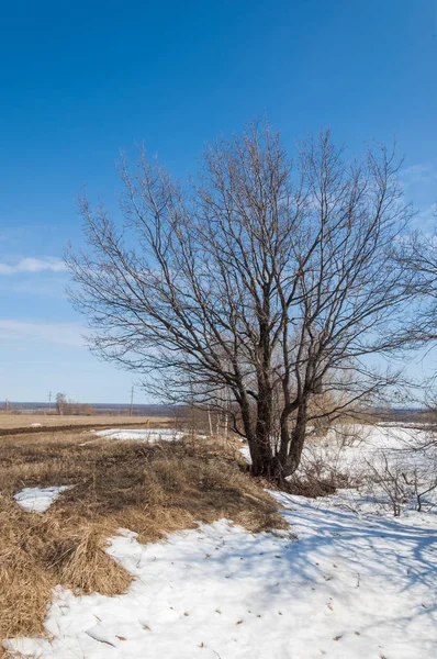 Bahar Orman, solmuş çimen, son kar, sıcak bahar günü, masaüstü duvar kağıtları. Bu fotoğraf iyi tasarım çözümü. 