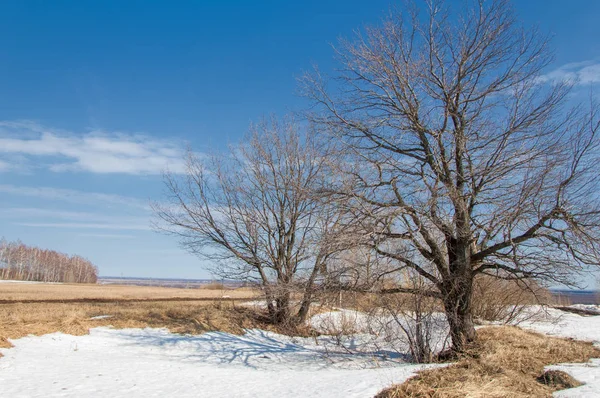 Bahar Orman, solmuş çimen, son kar, sıcak bahar günü, masaüstü duvar kağıtları. Bu fotoğraf iyi tasarım çözümü. 