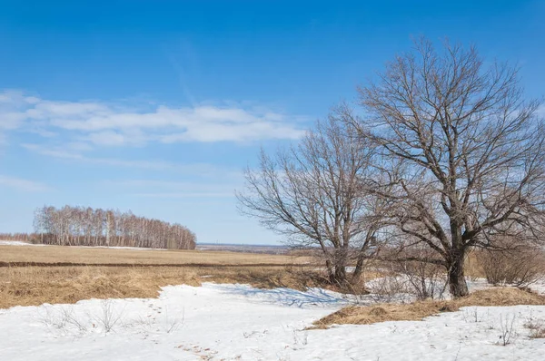 Bahar Orman, solmuş çimen, son kar, sıcak bahar günü, masaüstü duvar kağıtları. Bu fotoğraf iyi tasarım çözümü. 