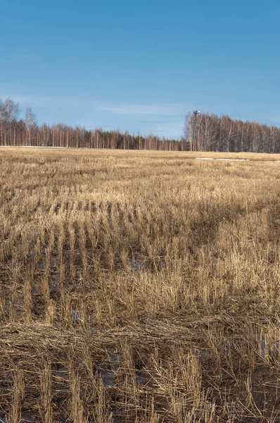 Bahar Orman, solmuş çimen, son kar, sıcak bahar günü, masaüstü duvar kağıtları. Bu fotoğraf iyi tasarım çözümü. 
