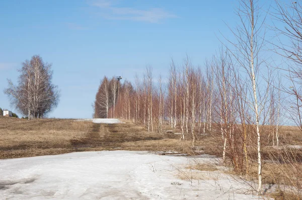 Bahar Orman, solmuş çimen, son kar, sıcak bahar günü, masaüstü duvar kağıtları. Bu fotoğraf iyi tasarım çözümü. 