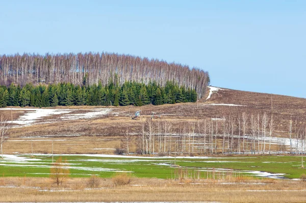 Huş ağacı yaprakları, petrol sallanan solmuş çim, toprak işleme bahar. Geçen kış kar altında