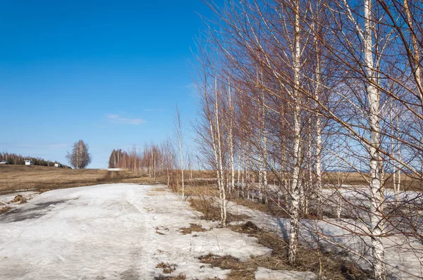 Bahar Orman, solmuş çimen, son kar, sıcak bahar günü, masaüstü duvar kağıtları. Bu fotoğraf iyi tasarım çözümü. 