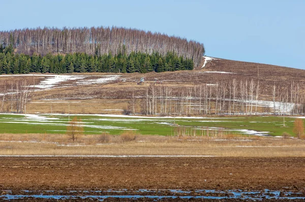 Huş ağacı yaprakları, petrol sallanan solmuş çim, toprak işleme bahar. Geçen kış kar altında