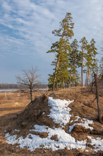 Bahar çam ormanı. bahar mevsimi. Bahar, Bahar, springtide, birinci sınıf. sezon sonra kış ve yaz önce hangi bitki örtüsü gelmeye başladı, 