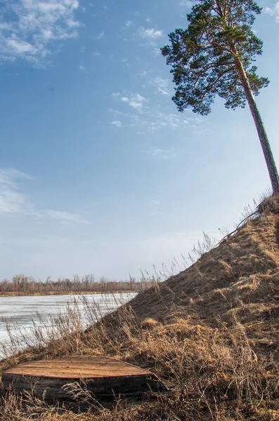 Bahar çam ormanı. bahar mevsimi. Bahar, Bahar, springtide, birinci sınıf. sezon sonra kış ve yaz önce hangi bitki örtüsü gelmeye başladı, 