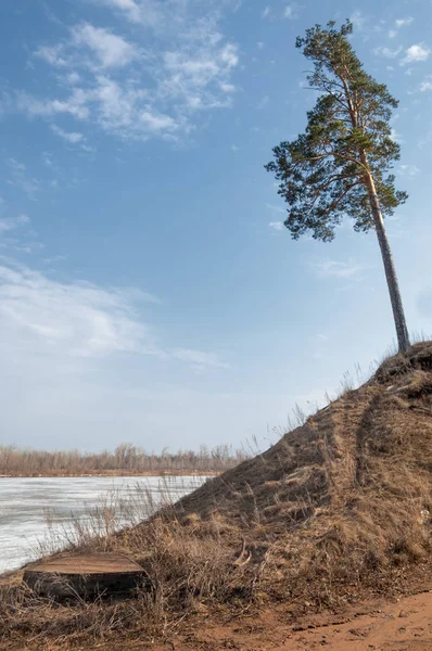 Bahar çam ormanı. bahar mevsimi. Bahar, Bahar, springtide, birinci sınıf. sezon sonra kış ve yaz önce hangi bitki örtüsü gelmeye başladı, 