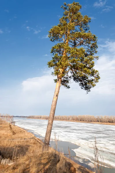 Bahar çam ormanı. bahar mevsimi. Bahar, Bahar, springtide, birinci sınıf. sezon sonra kış ve yaz önce hangi bitki örtüsü gelmeye başladı, 