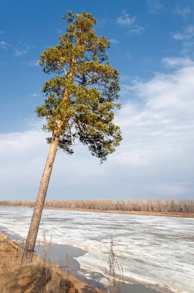 Bahar çam ormanı. Nehir buz. bahar mevsimi. Bahar, Bahar, springtide, birinci sınıf. sezon sonra kış ve yaz önce hangi bitki örtüsü gelmeye başladı, 