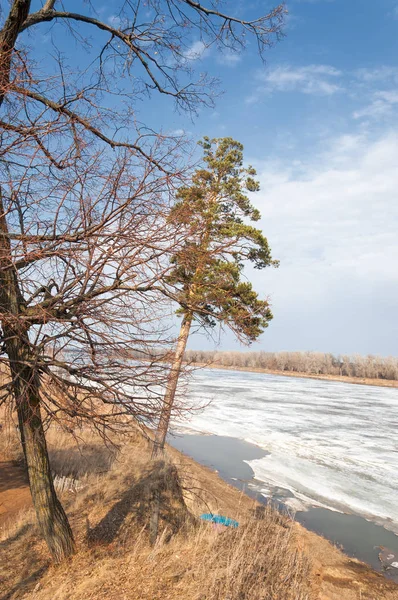 Bahar çam ormanı. Nehir buz. bahar mevsimi. Bahar, Bahar, springtide, birinci sınıf. sezon sonra kış ve yaz önce hangi bitki örtüsü gelmeye başladı, 