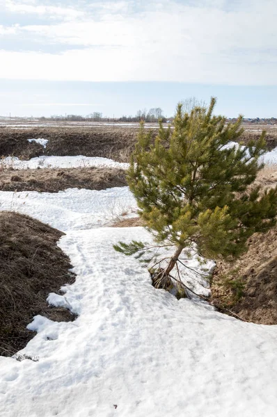 Bahar çam ormanı. Nehir buz. bahar mevsimi. Bahar, Bahar, springtide, birinci sınıf. sezon sonra kış ve yaz önce hangi bitki örtüsü gelmeye başladı, 
