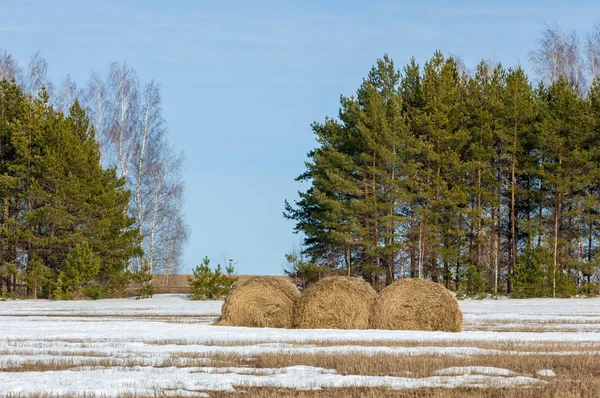 Alanını bahar. son kar. çam ağacı. Bahar, springtide, birinci sınıf
