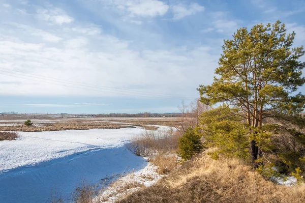 Alanını bahar. son kar. çam ağacı. Bahar, springtide, birinci sınıf