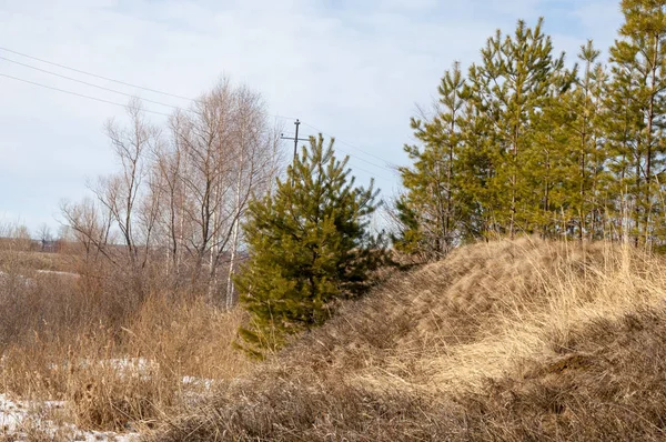 Spring Het Veld Laatste Sneeuw Pijnboom Lente Springvloed Voornaamste — Stockfoto