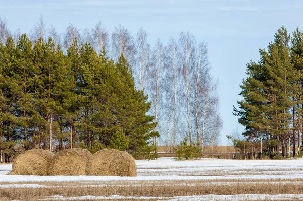 Alanını bahar. son kar. çam ağacı. Bahar, springtide, birinci sınıf