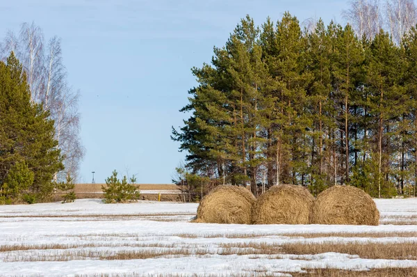 Alanını bahar. son kar. çam ağacı. Bahar, springtide, birinci sınıf