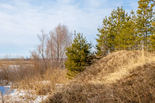 Alanını bahar. son kar. çam ağacı. Bahar, springtide, birinci sınıf