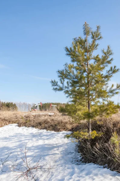 Alanını bahar. son kar. çam ağacı. Bahar, springtide, birinci sınıf