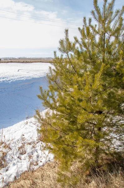 Alanını bahar. son kar. çam ağacı. Bahar, springtide, birinci sınıf