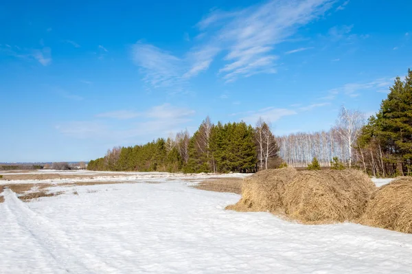 Alanını bahar. son kar. çam ağacı. Bahar, springtide, birinci sınıf