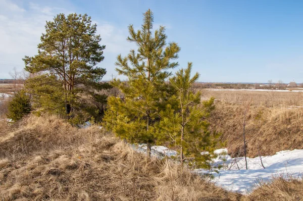 Alanını bahar. son kar. çam ağacı. Bahar, springtide, birinci sınıf