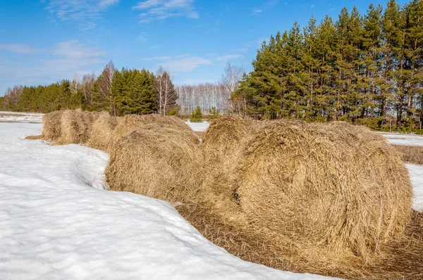 Alanını bahar. son kar. çam ağacı. Bahar, springtide, birinci sınıf