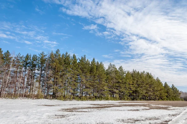 Alanını bahar. son kar. çam ağacı. Bahar, springtide, birinci sınıf