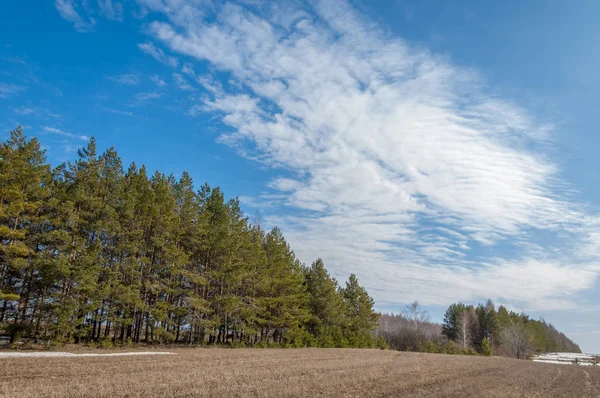 Alanını bahar. son kar. çam ağacı. Bahar, springtide, birinci sınıf