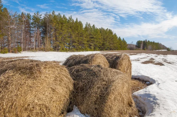 Alanını bahar. son kar. çam ağacı. Bahar, springtide, birinci sınıf