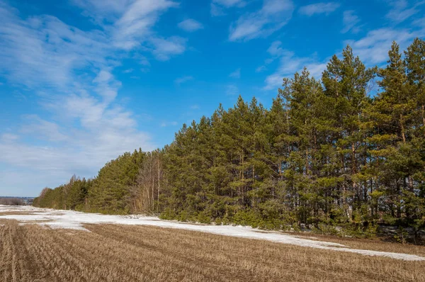 Våren Fältet Sista Snön Tall Träd Springtime Springtide Prime — Stockfoto