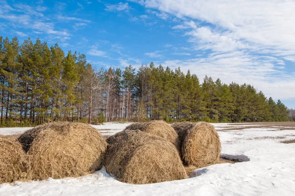 Alanını bahar. son kar. çam ağacı. Bahar, springtide, birinci sınıf