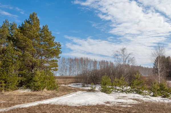 Alanını bahar. son kar. çam ağacı. Bahar, springtide, birinci sınıf