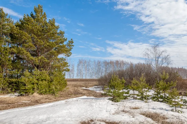 Spring Het Veld Laatste Sneeuw Pijnboom Lente Springvloed Voornaamste — Stockfoto