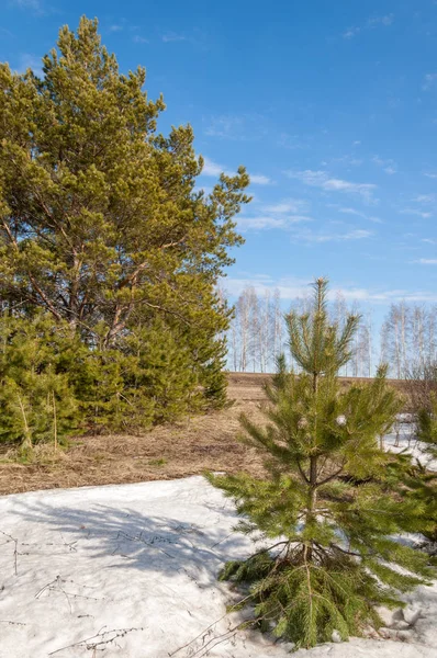 Alanını bahar. son kar. çam ağacı. Bahar, springtide, birinci sınıf