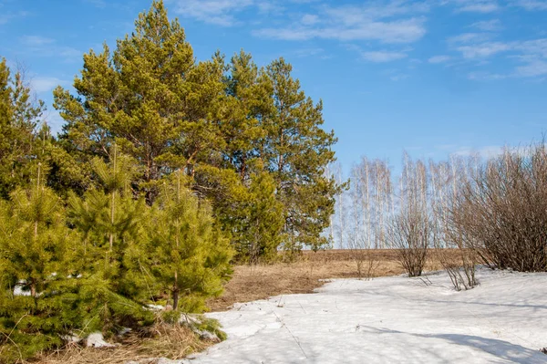 Alanını bahar. son kar. çam ağacı. Bahar, springtide, birinci sınıf