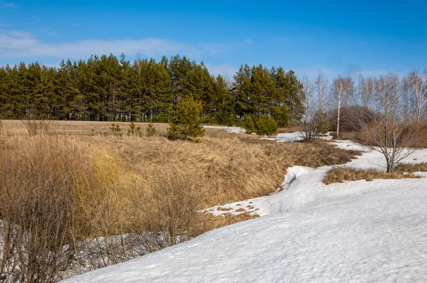 Alanını bahar. son kar. çam ağacı. Bahar, springtide, birinci sınıf