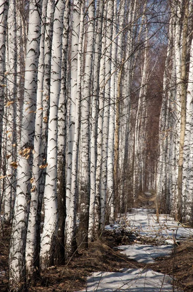 Bosque Abedul Principios Primavera Bosque Primaveral Los Primeros Días Cálidos — Foto de Stock