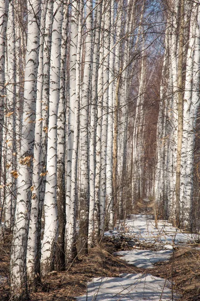Orman erken ilkbaharda huş ağacı. Erken Bahar orman. ilk sıcak gün