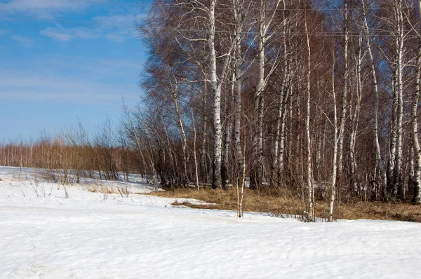 Orman erken ilkbaharda huş ağacı. Erken Bahar orman. ilk sıcak gün