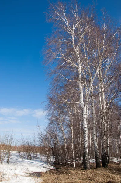 Orman erken ilkbaharda huş ağacı. Erken Bahar orman. ilk sıcak gün