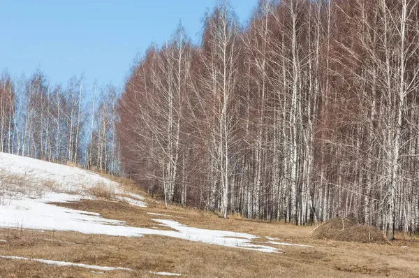 Birkenwald Frühjahr Vorfrühlingswald Die Ersten Warmen Tage — Stockfoto