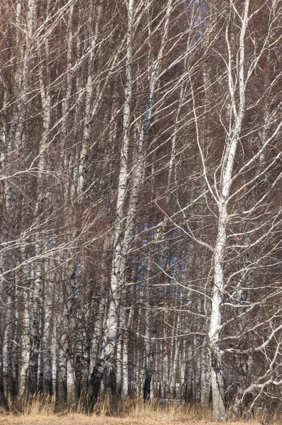 자작나무 숲입니다 따뜻한 — 스톡 사진